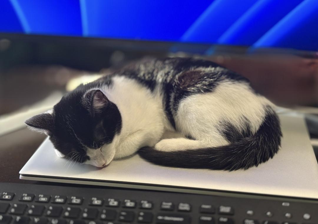 Henry, a Adopted Domestic Short Hair in Pensacola, FL image 2/3