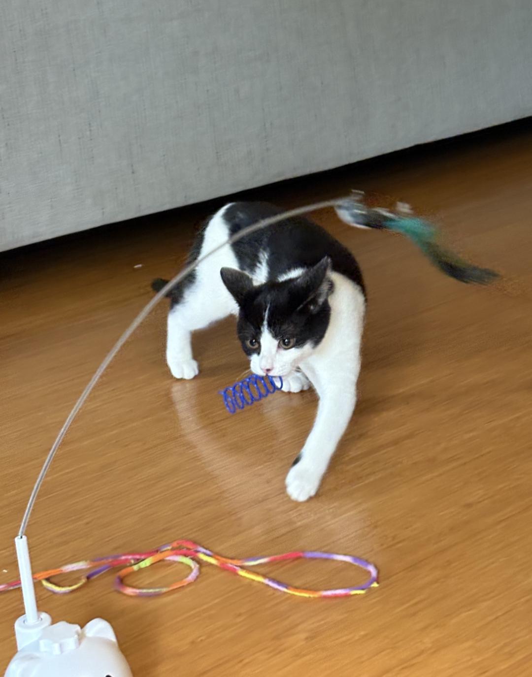 Henry, a Adopted Domestic Short Hair in Pensacola, FL image 3/3