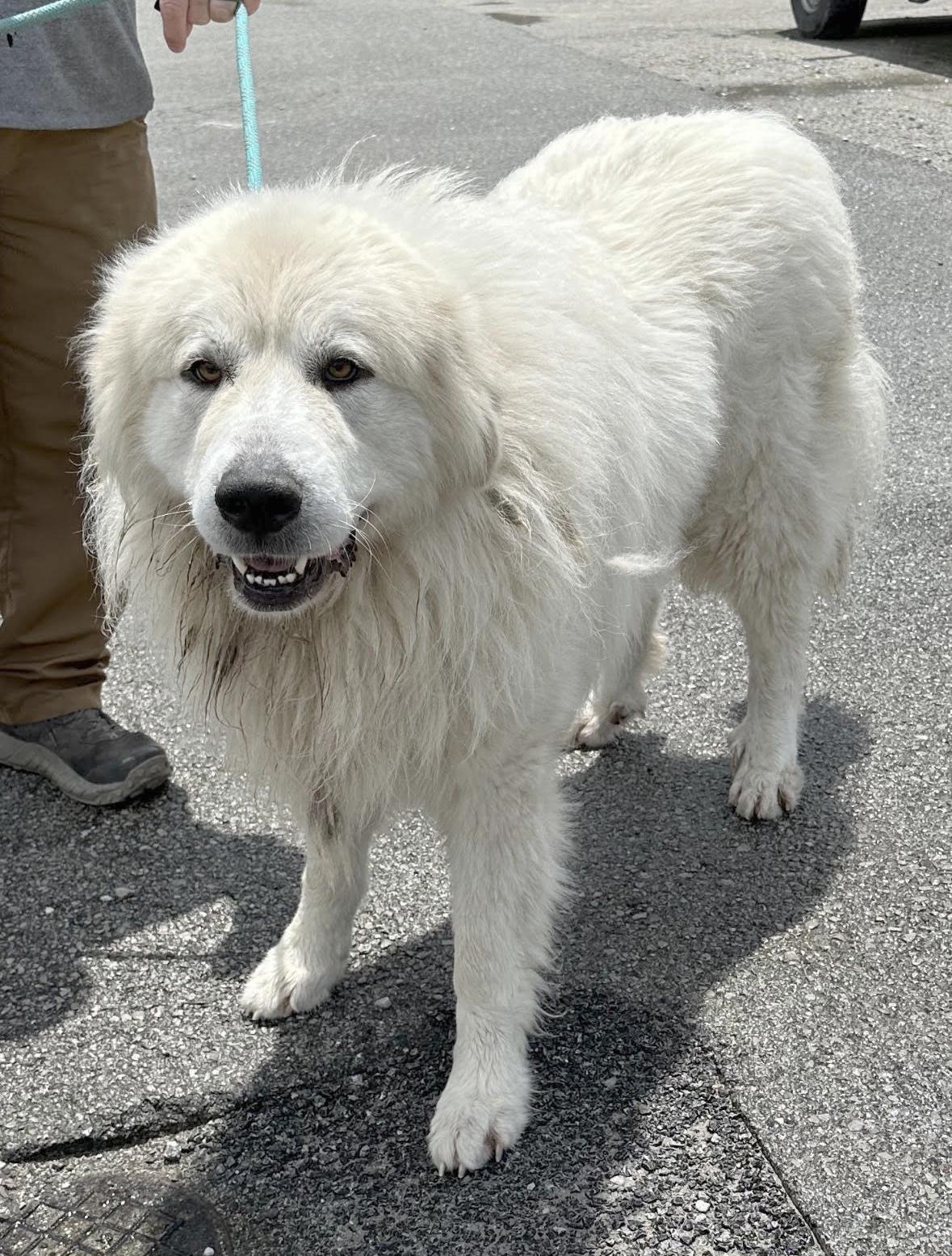 Dog for adoption Morris, a Great Pyrenees in Manchester, TN Petfinder