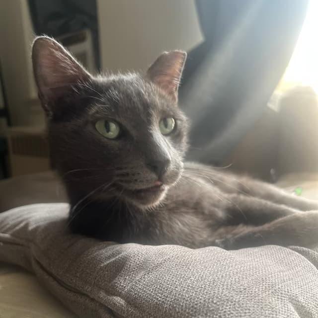 Harry Pawter — thumbnail 2