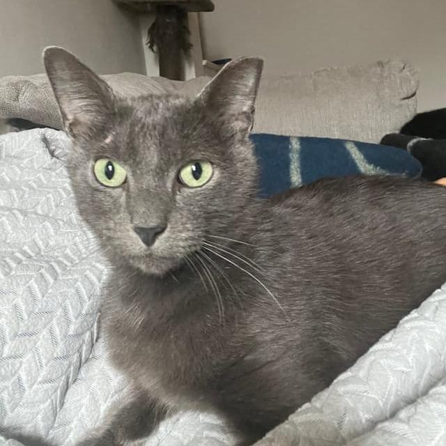 Harry Pawter — thumbnail 3