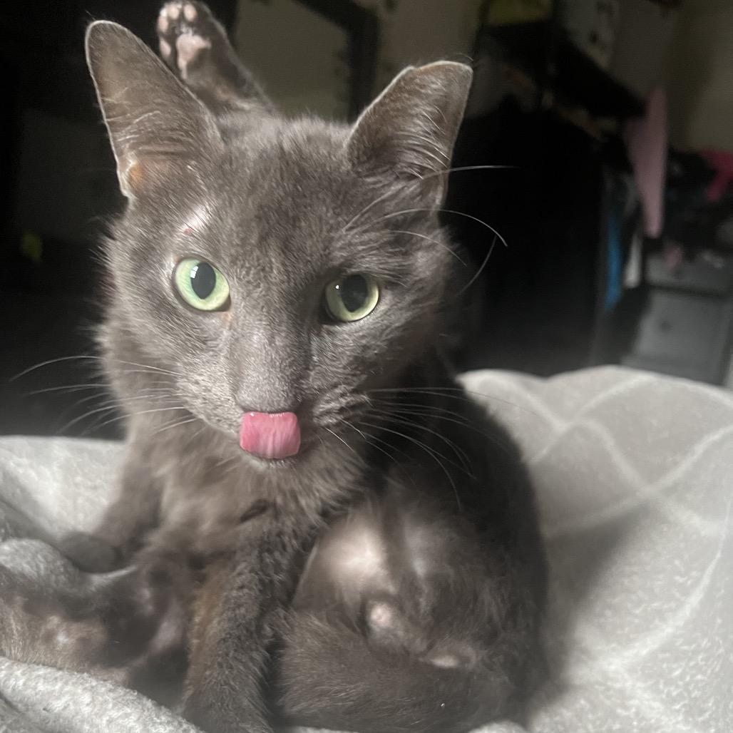 Harry Pawter — thumbnail 4