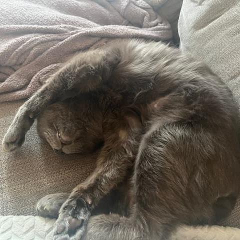 Harry Pawter — thumbnail 5