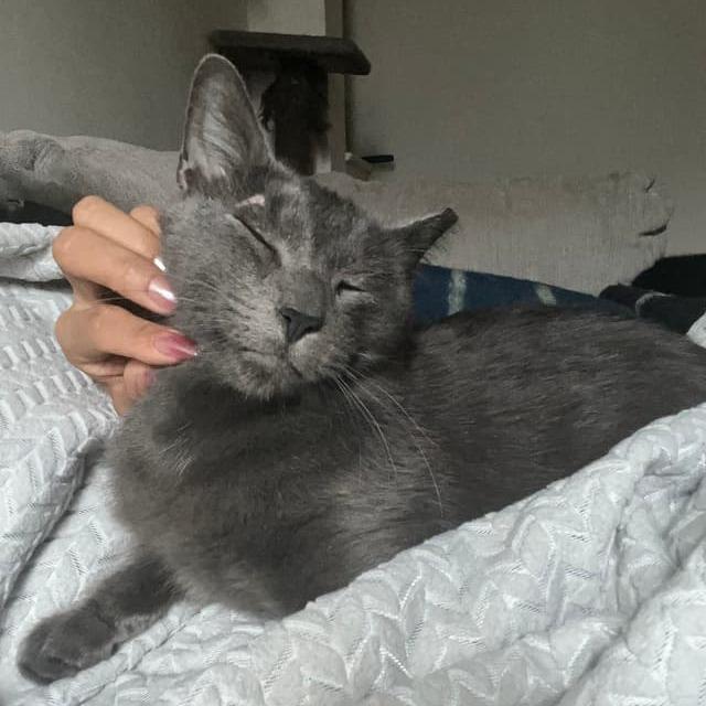 Harry Pawter — thumbnail 6