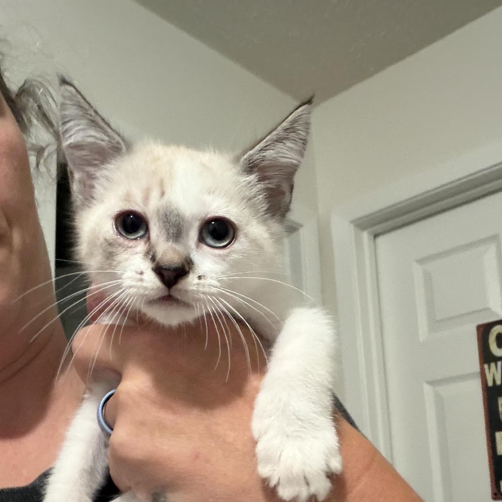 Enlarge MAGNOLIA, a Adoptable Domestic Medium Hair in Hinesville, GA image 1/1