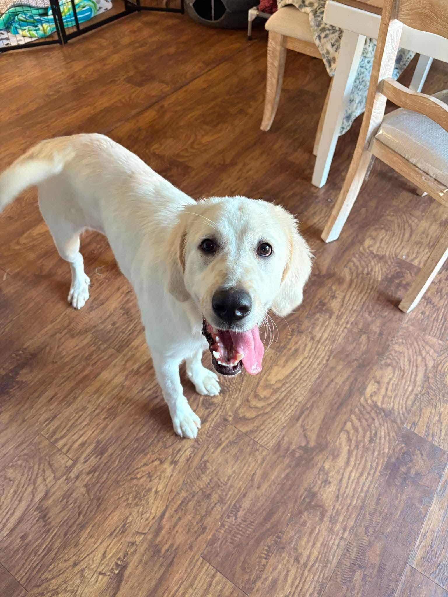 Aspen, Adoptable, Young Female Great Pyrenees.