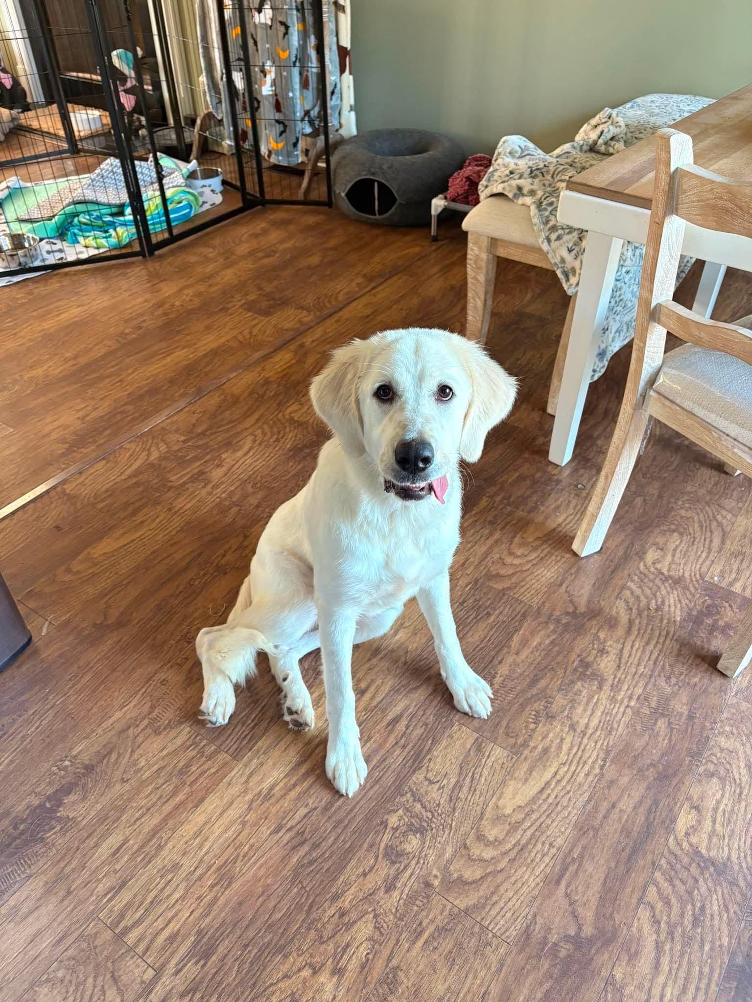 Aspen, a Adoptable Great Pyrenees in Knoxville, TN image 3/5