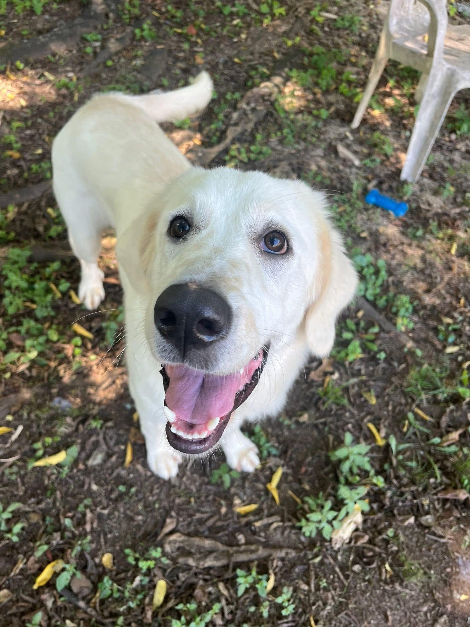 Aspen, a Adoptable Great Pyrenees in Knoxville, TN image 4/5