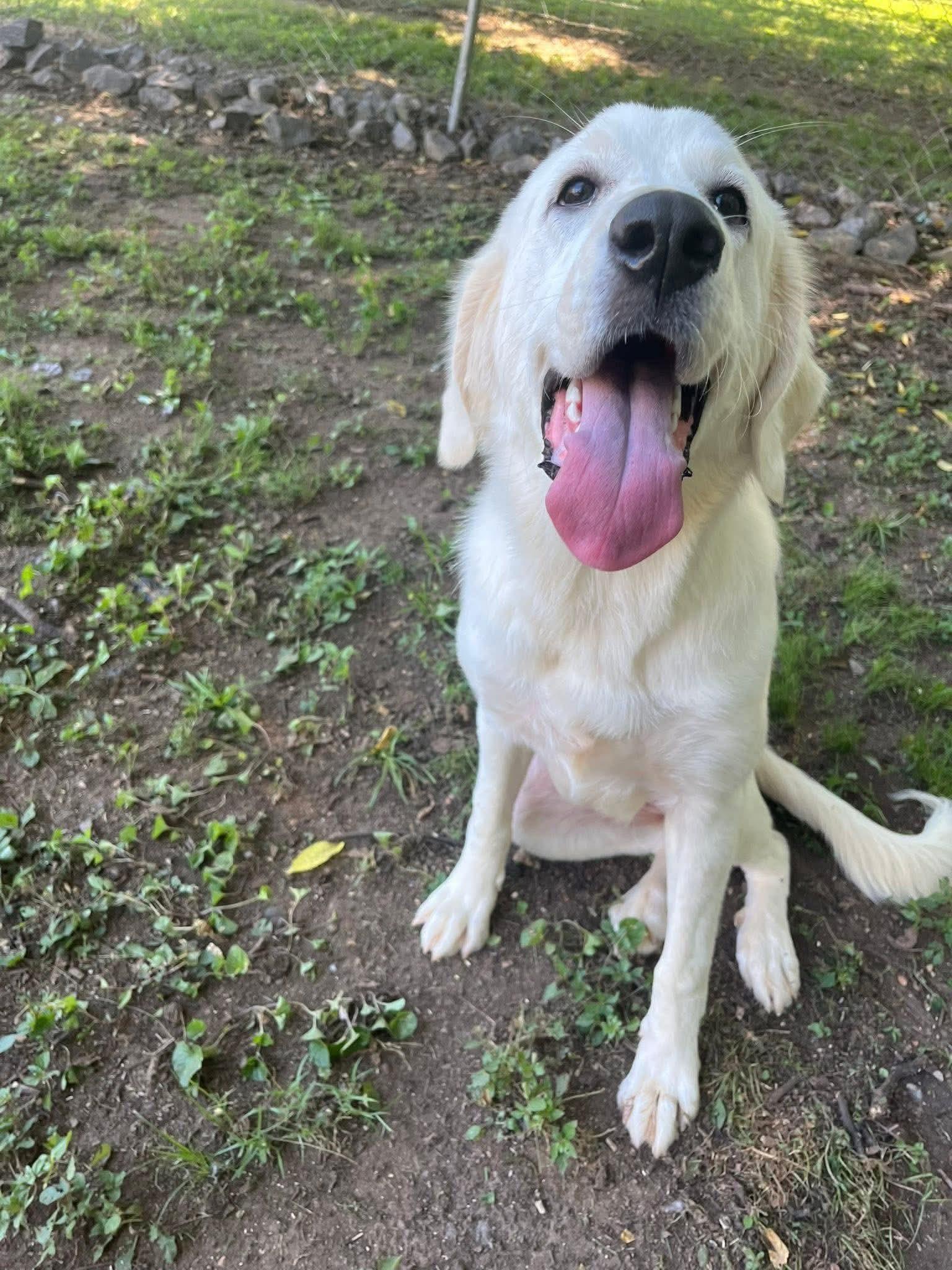 Aspen, a Adoptable Great Pyrenees in Knoxville, TN image 5/5