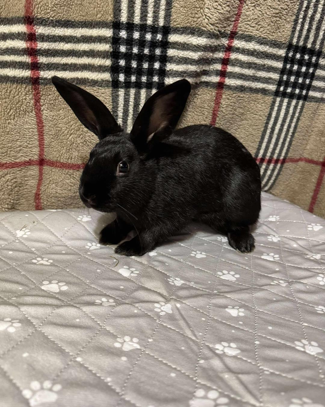 Enlarge Skippy-Doo, a Adopted mixed breed in Norway, ME image 2/6