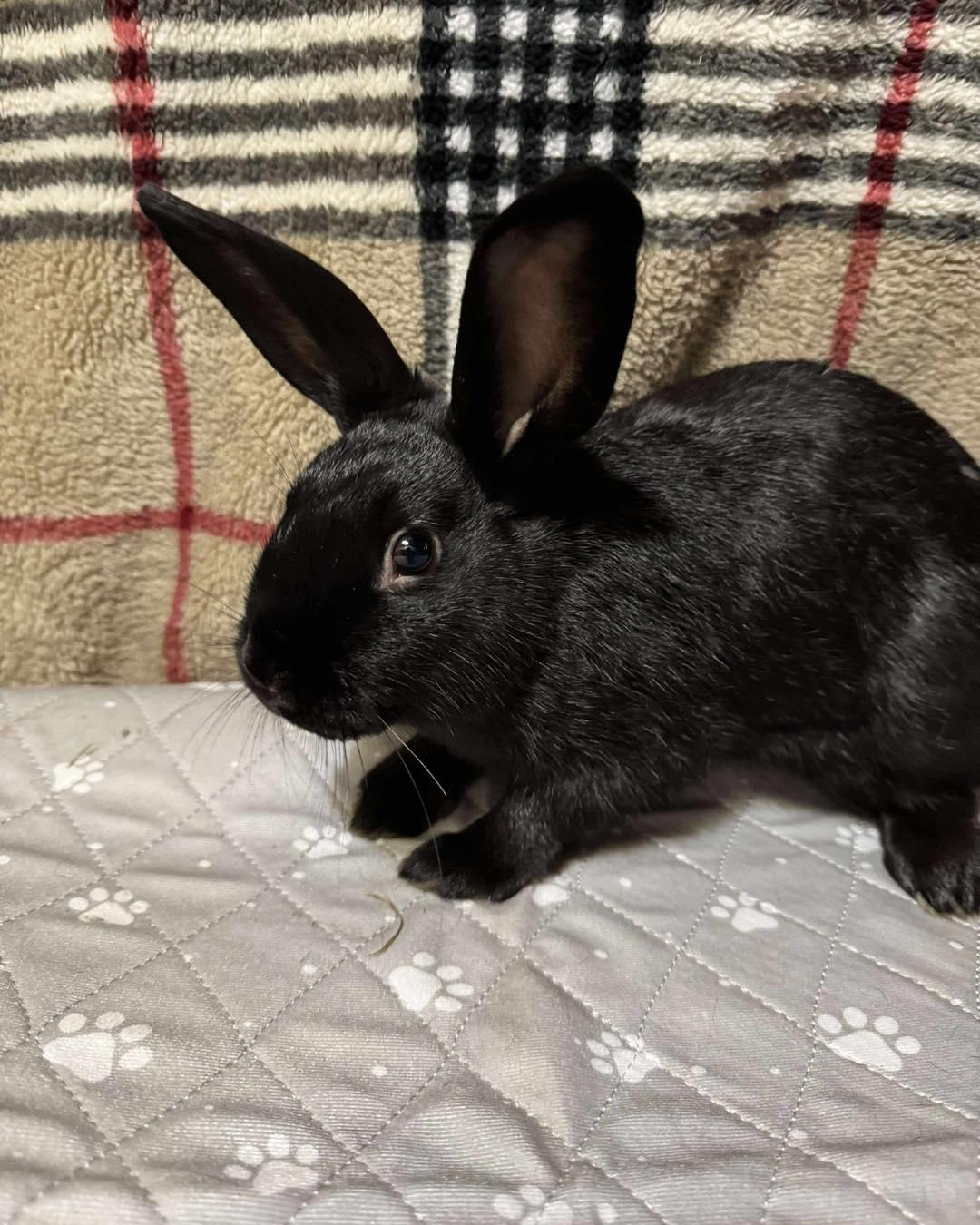 Enlarge Skippy-Doo, a Adopted mixed breed in Norway, ME image 1/6