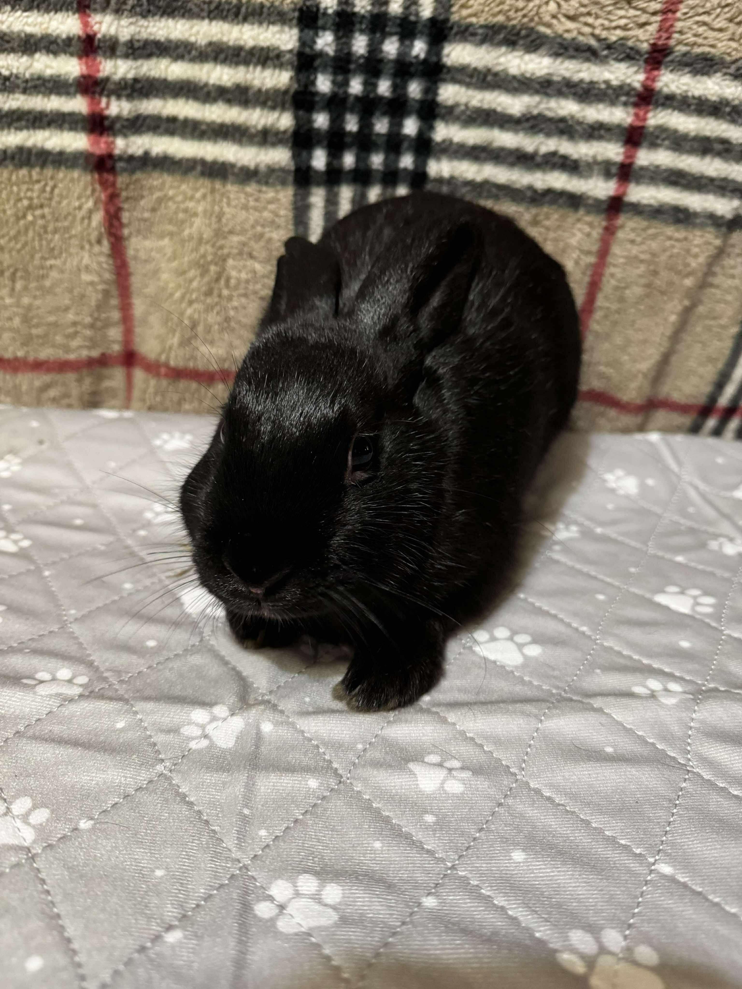 Enlarge Skippy-Doo, a Adopted mixed breed in Norway, ME image 6/6