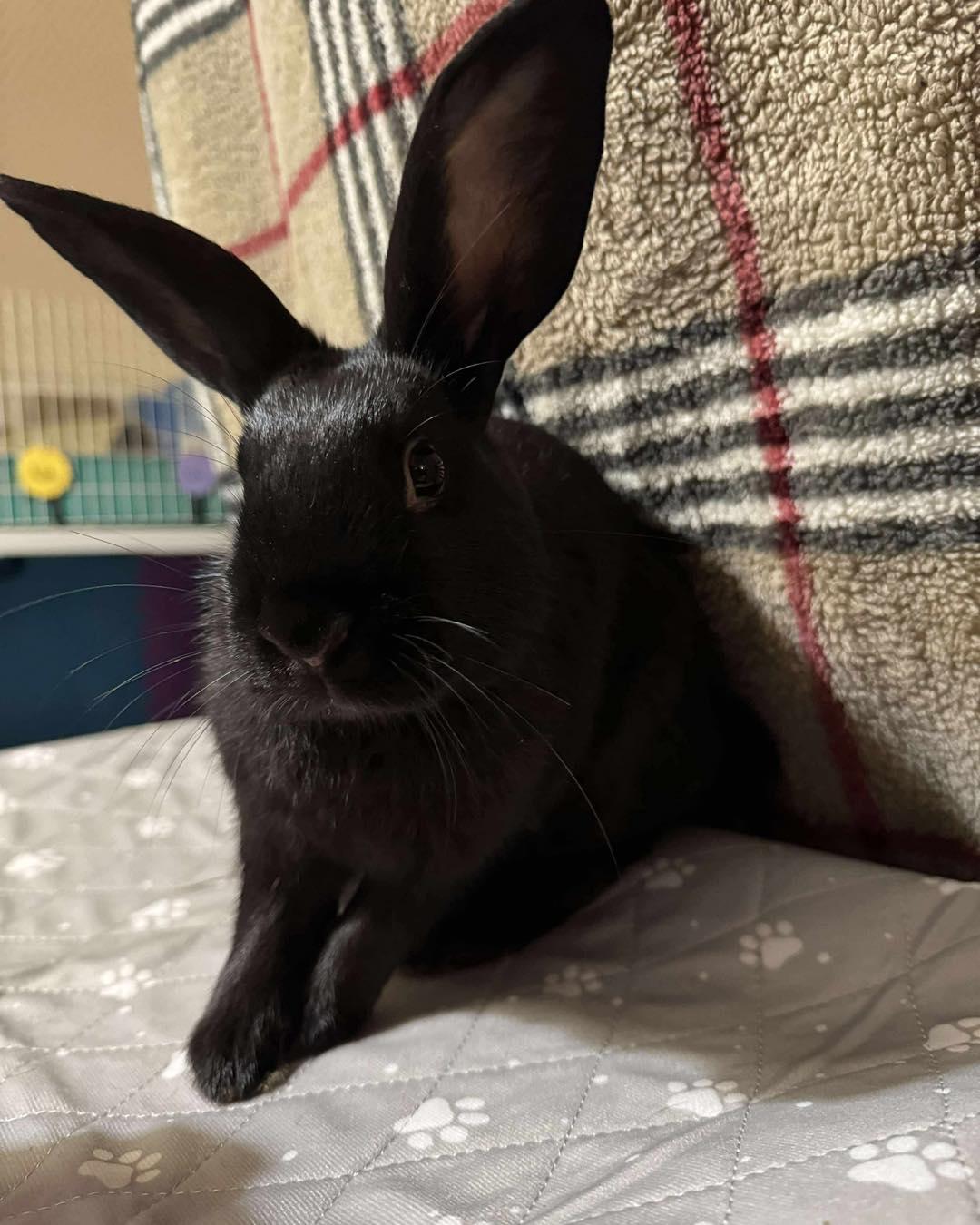 Enlarge Skippy-Doo, a Adopted mixed breed in Norway, ME image 5/6