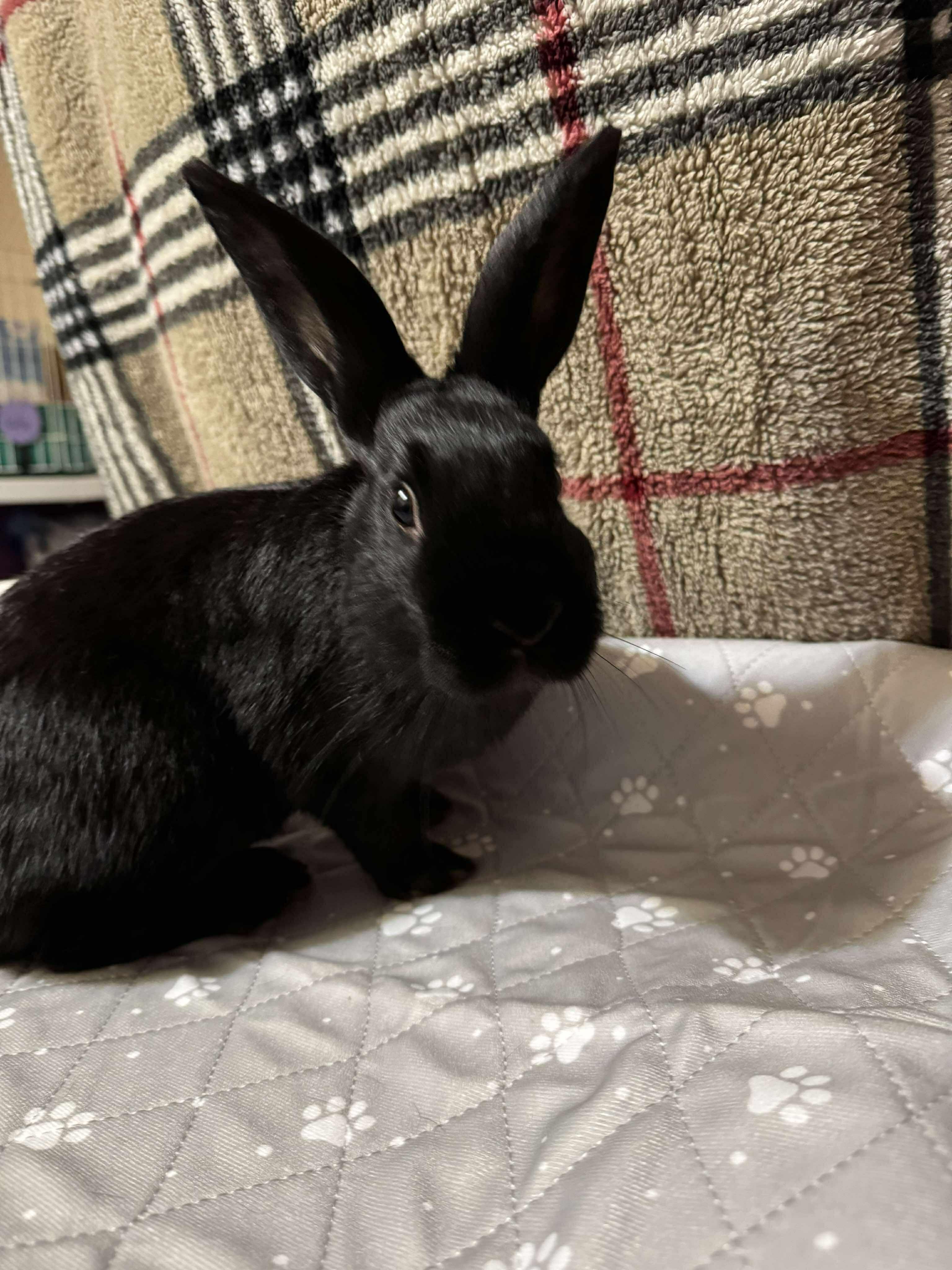 Enlarge Skippy-Doo, a Adopted mixed breed in Norway, ME image 4/6