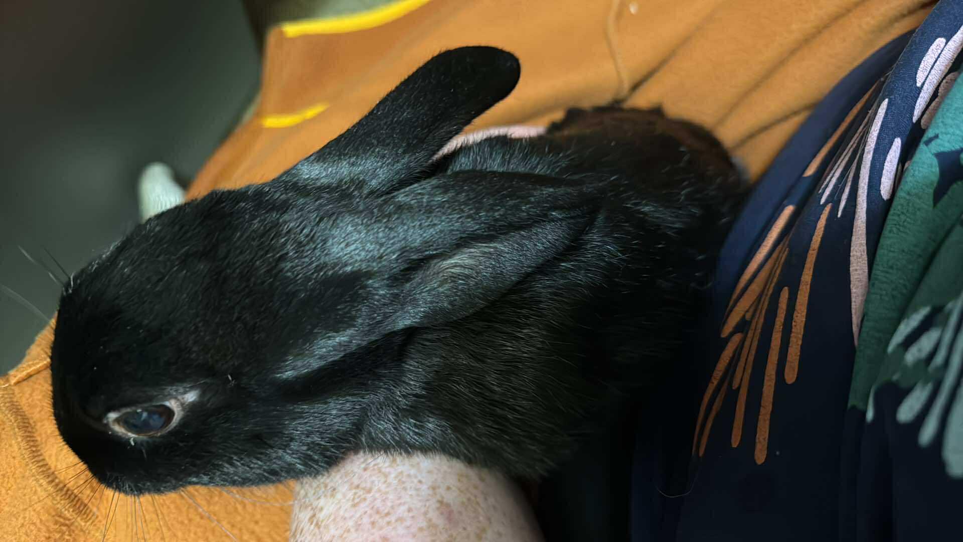 Enlarge Skippy-Doo, a Adopted mixed breed in Norway, ME image 3/6