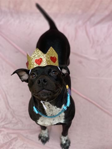 MAMA CAMPBELL, Adoptable, Adult Female Australian Cattle Dog / Blue Heeler & Mixed Breed.