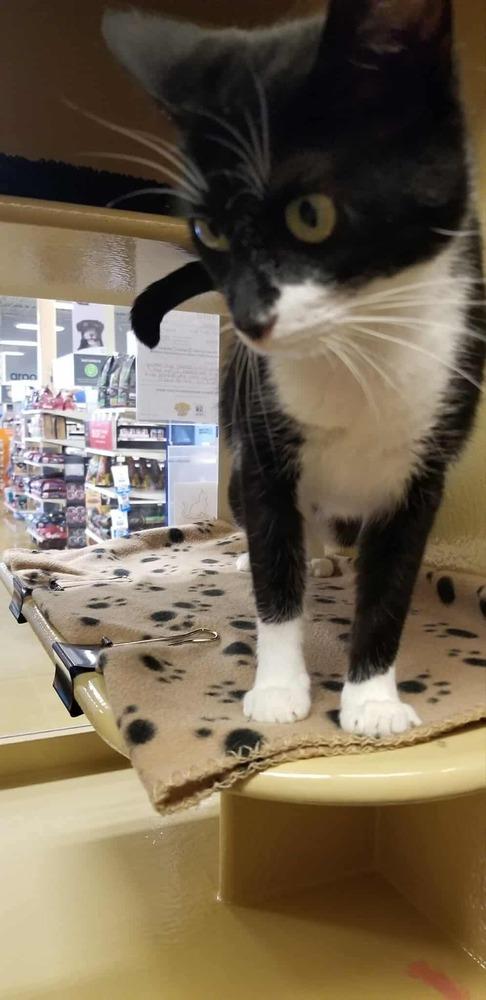 China, Adoptable, Young Female Domestic Short Hair.