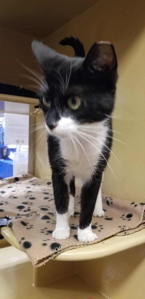 Enlarge China, a Adoptable Domestic Short Hair in Salisbury, NC image 2/6