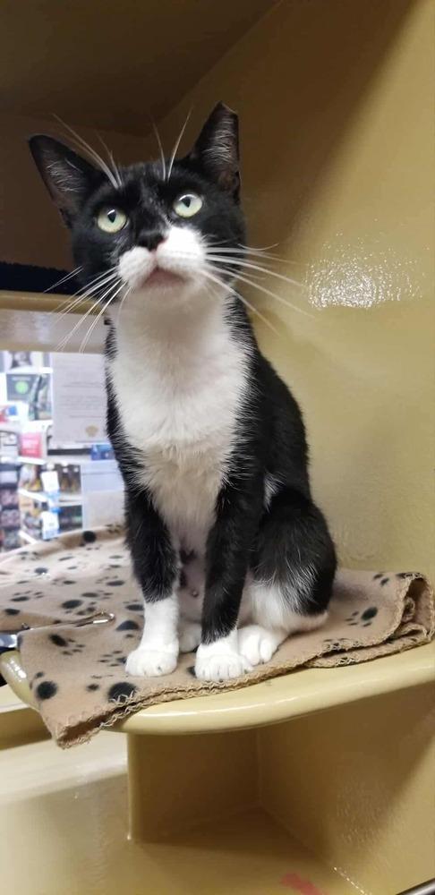 Enlarge China, a Adoptable Domestic Short Hair in Salisbury, NC image 6/6