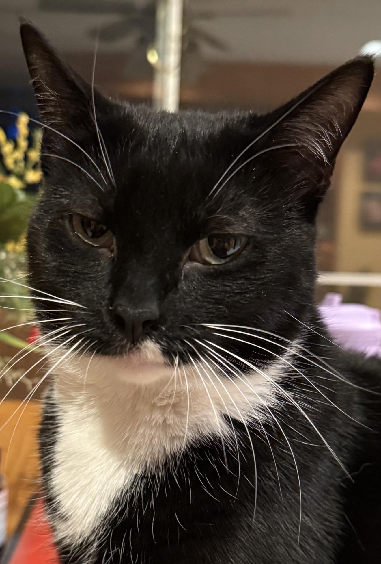 Trinity, a Adoptable Domestic Short Hair in Nutley, NJ image 3/3