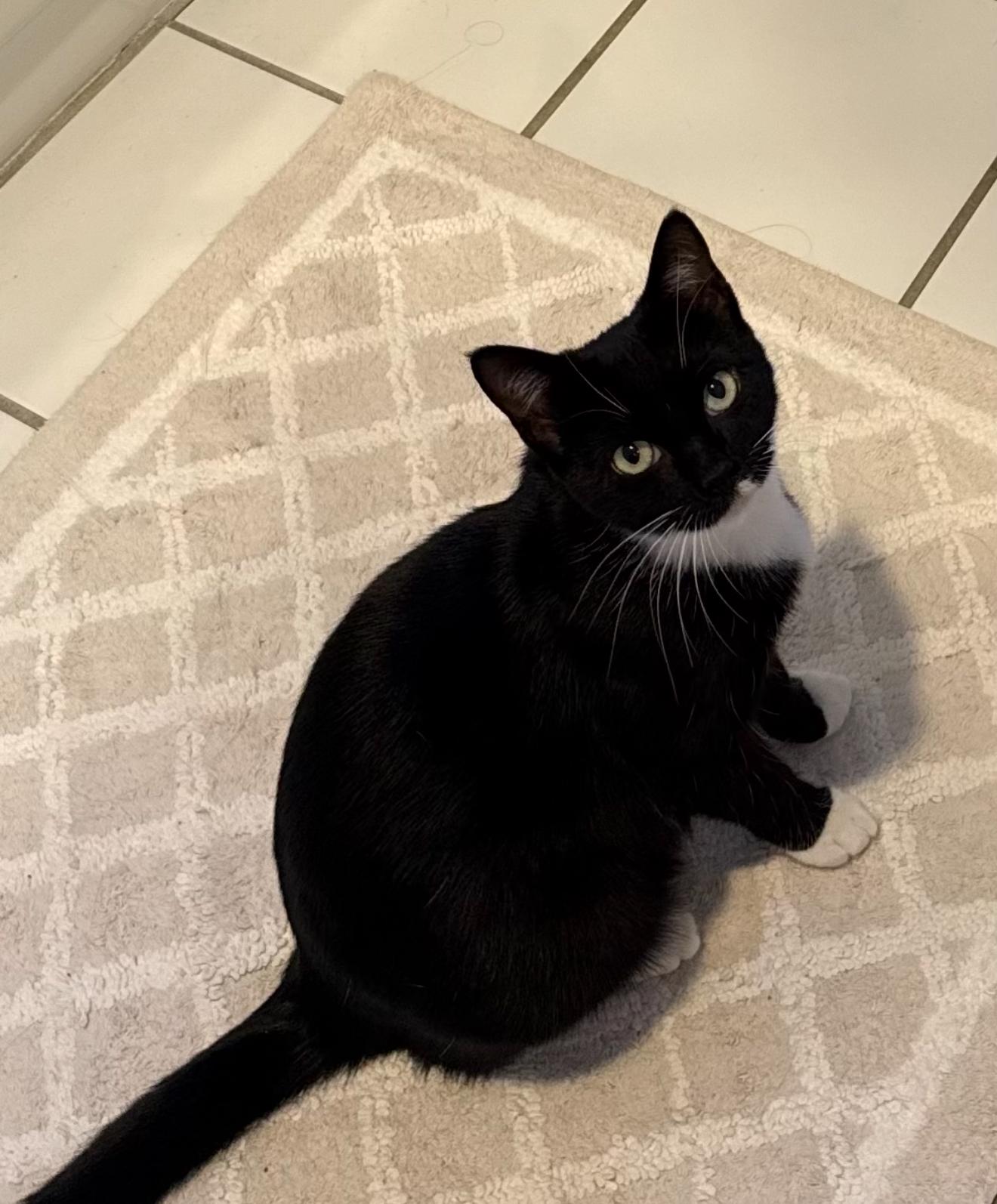 Trinity, Adoptable, Adult Female Domestic Short Hair.