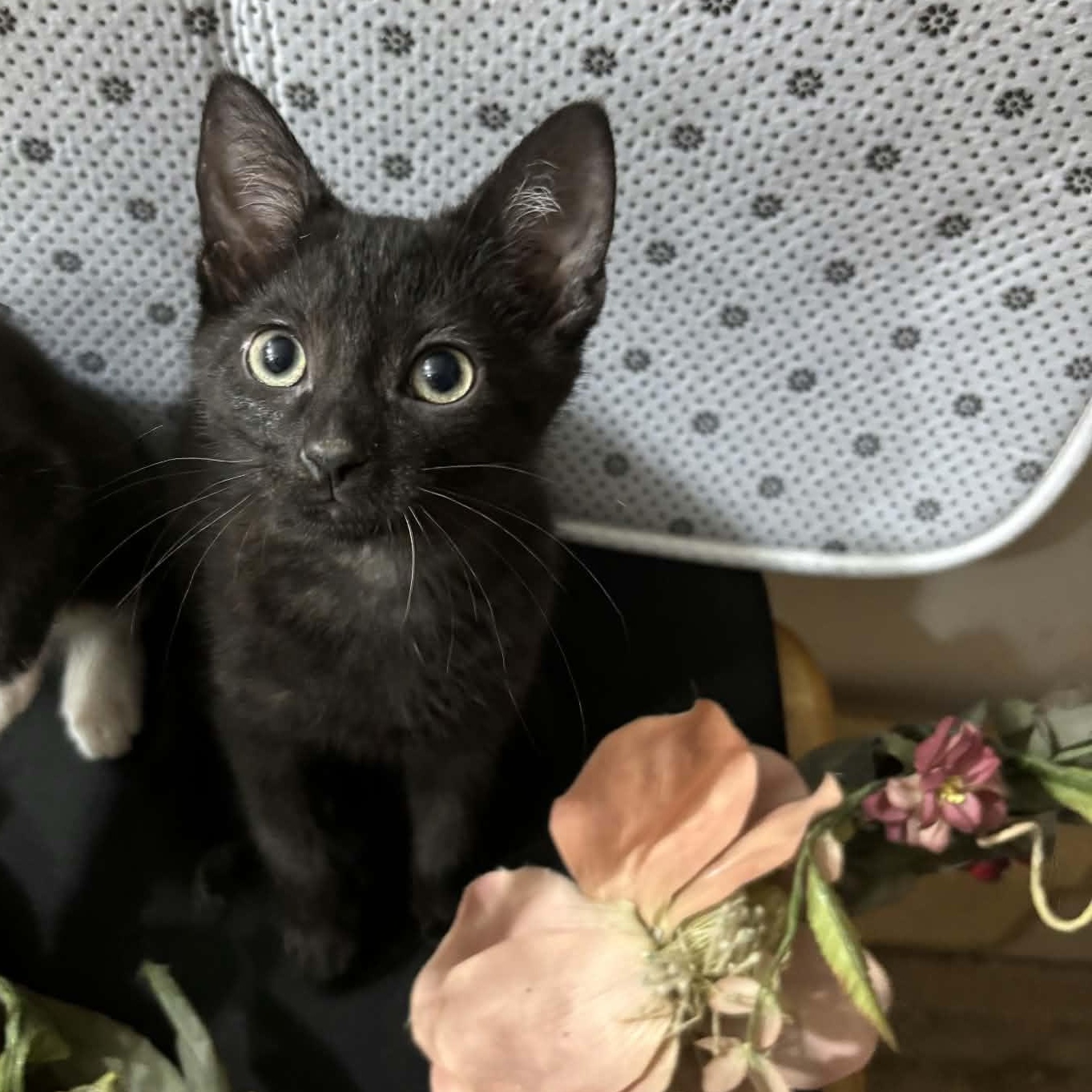 Andretti, Adoptable, Kitten Male Domestic Short Hair.