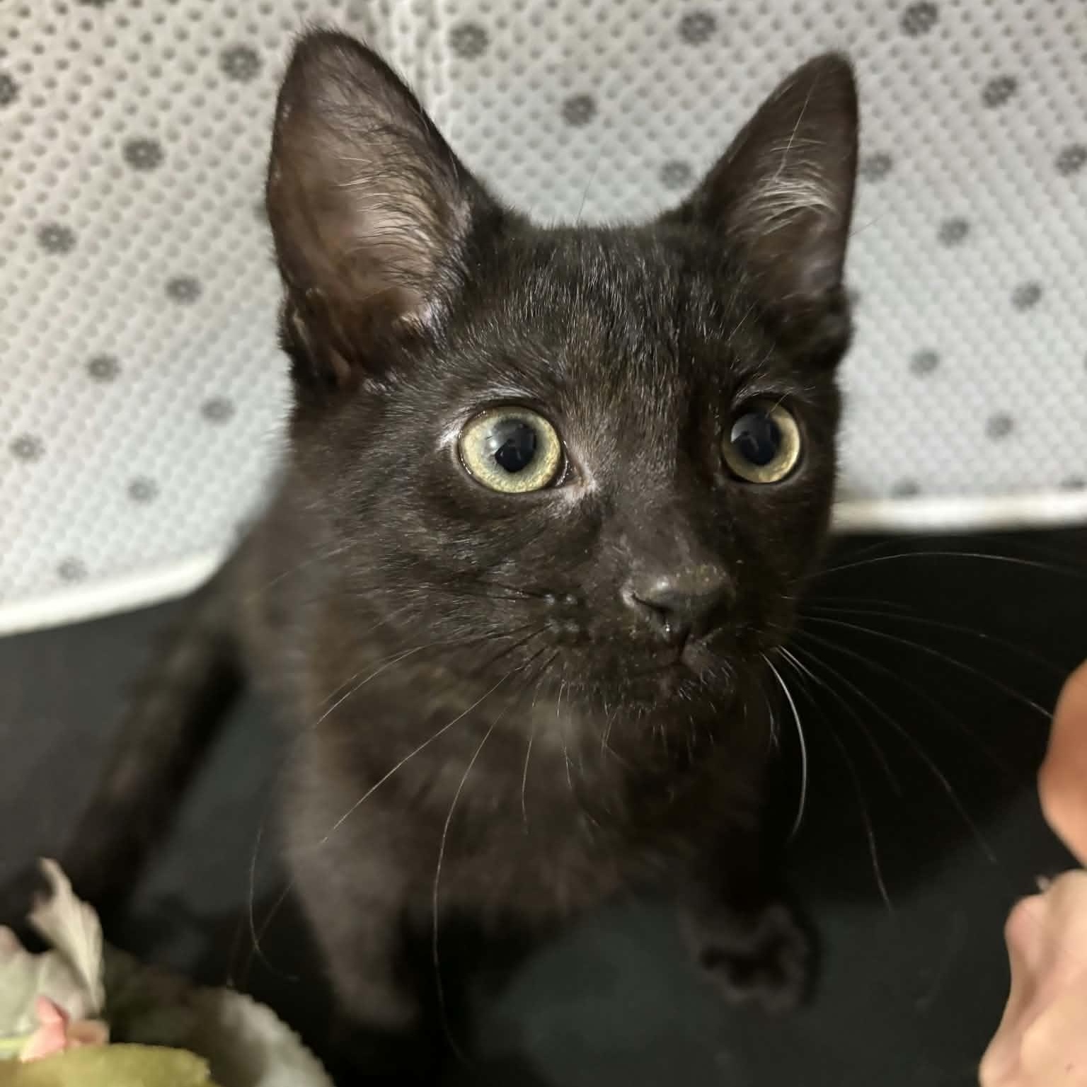 Andretti, a Adoptable Domestic Short Hair in Martinsville, IN image 2/2