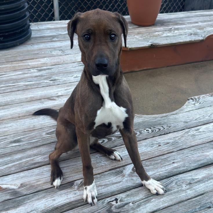 Audrey, Adoptable, Adult Female Mixed Breed.