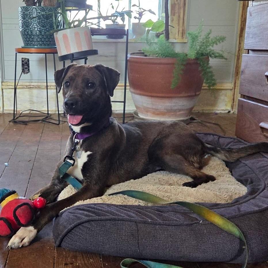 Audrey, Adoptable, Adult Female Mixed Breed.