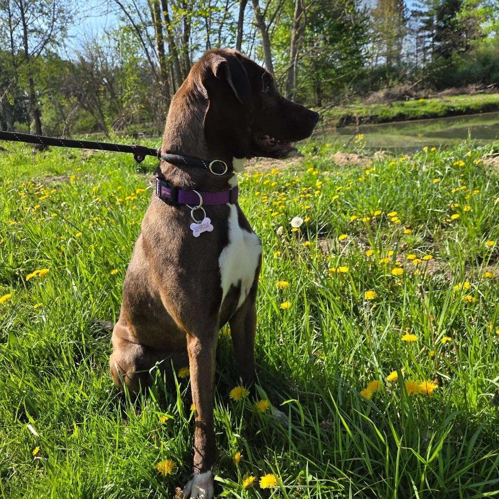 Enlarge Audrey, a Adoptable Mixed Breed in Avon, OH image 2/6