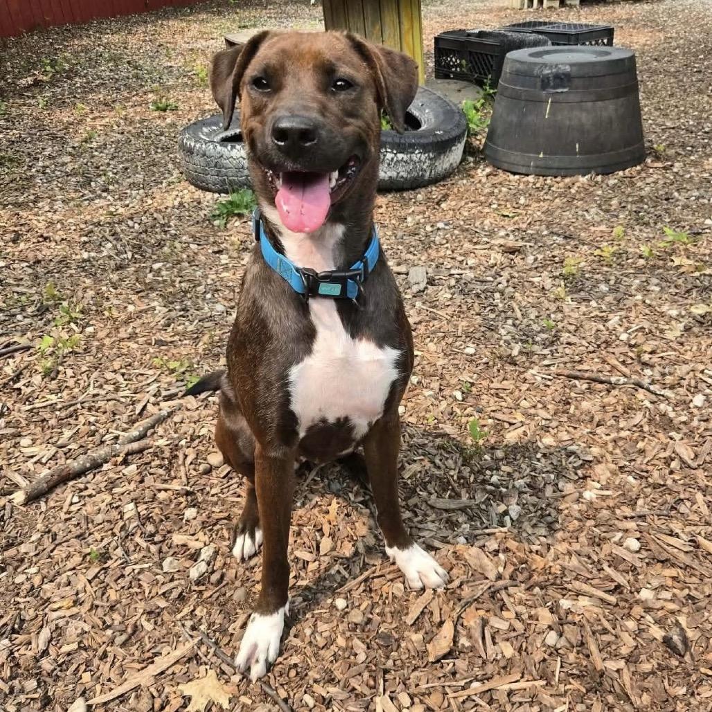 Audrey, a Adoptable Mixed Breed in Avon, OH image 3/6
