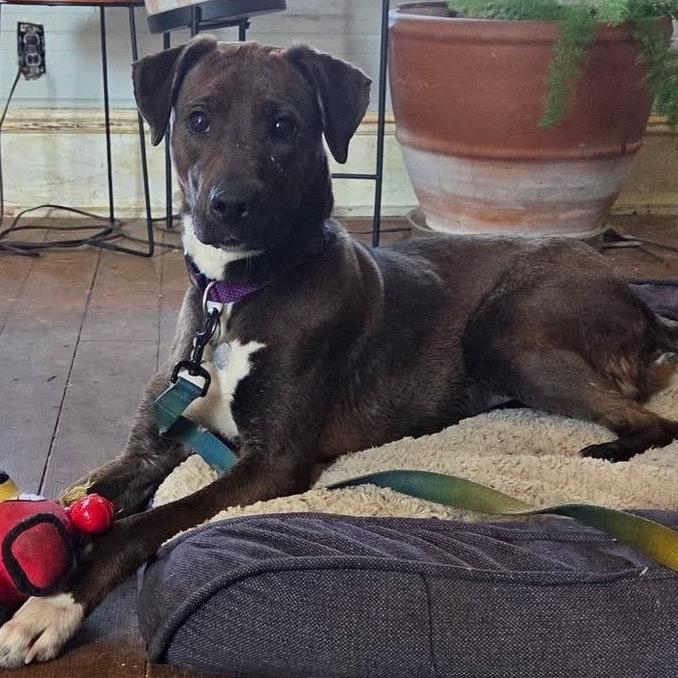 Audrey, a Adoptable Mixed Breed in Avon, OH image 3/6