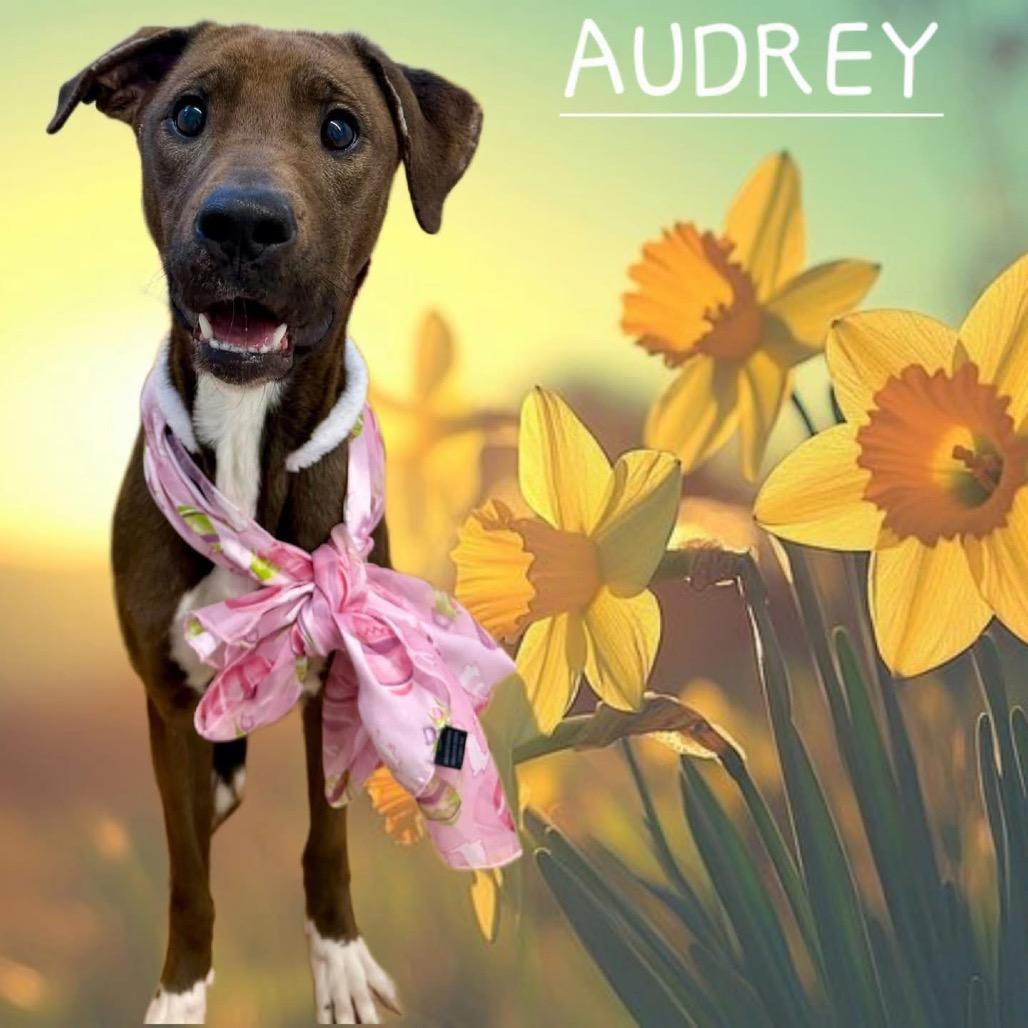 Enlarge Audrey, a Adoptable Mixed Breed in Avon, OH image 3/6