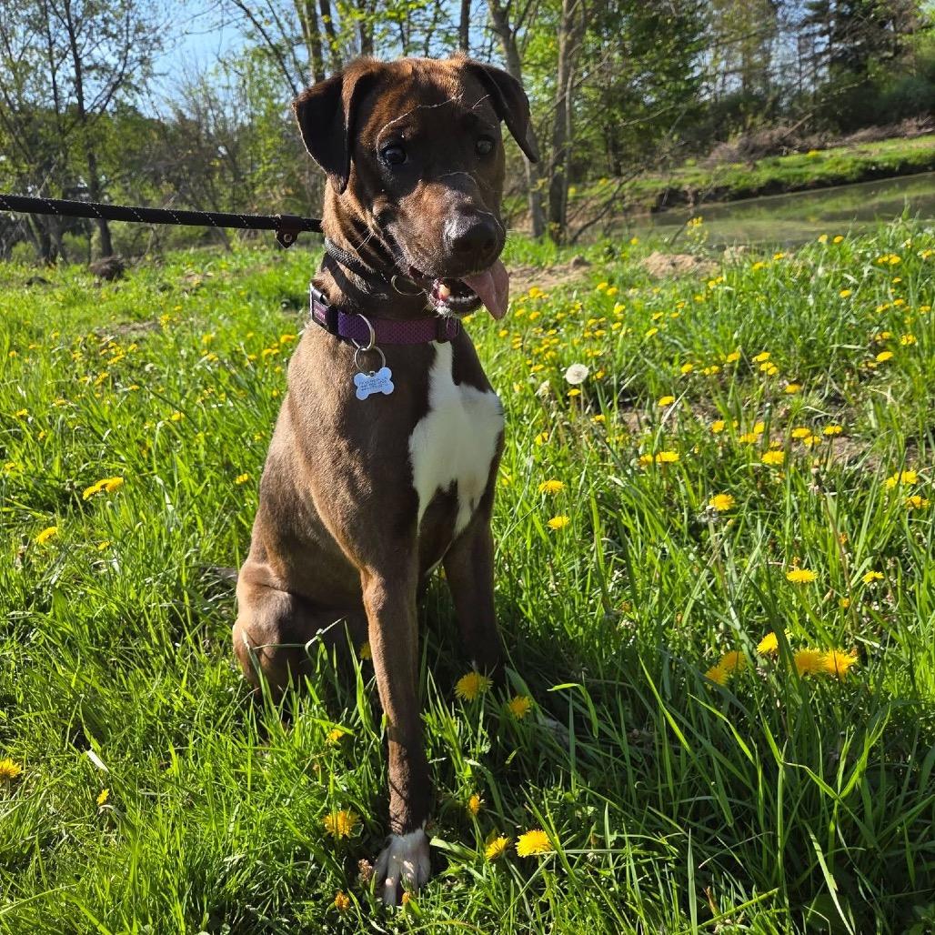 Enlarge Audrey, a Adoptable Mixed Breed in Avon, OH image 5/6