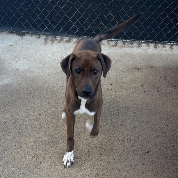 Enlarge Audrey, a Adoptable Mixed Breed in Avon, OH image 6/6
