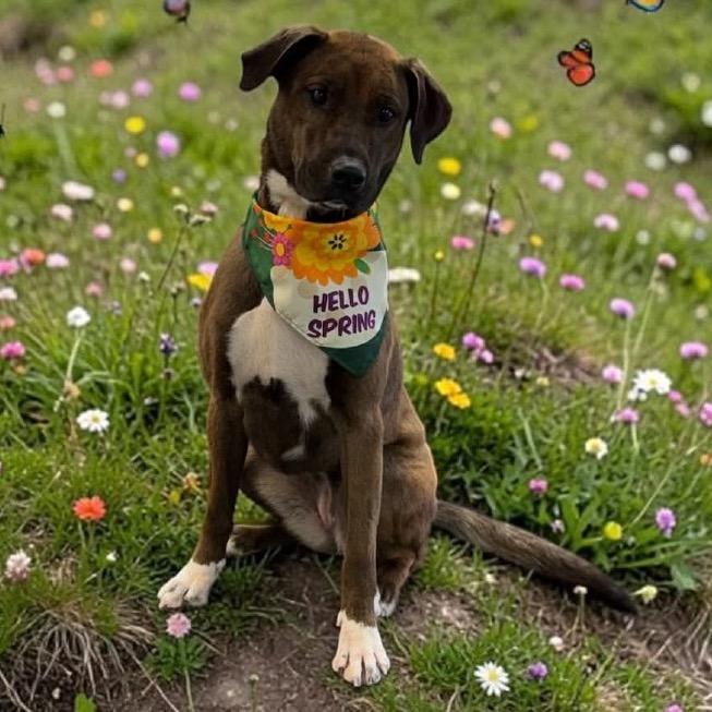 Audrey, a Adoptable Mixed Breed in Avon, OH image 6/6