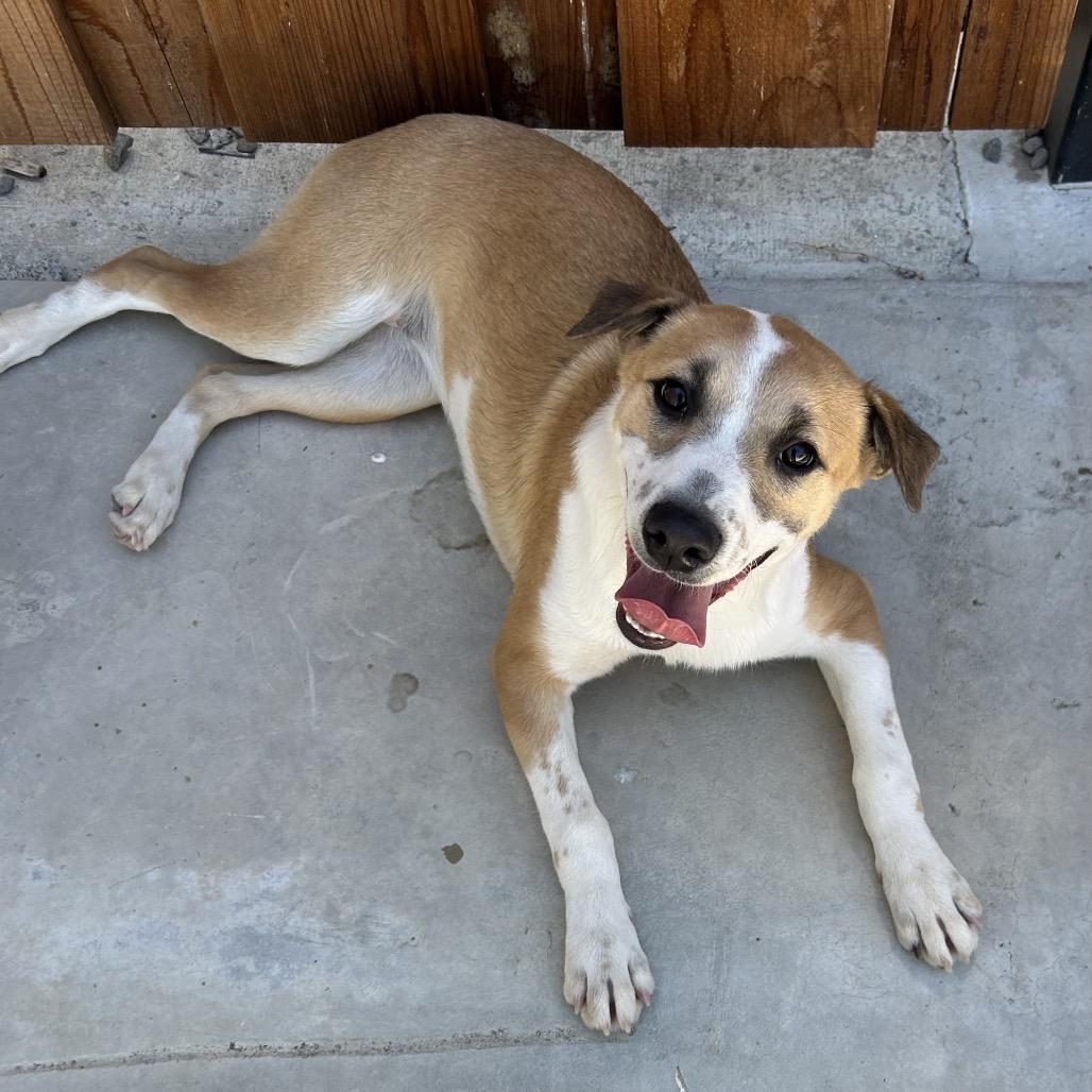26-876 Star, Adoptable, Young Female Shepherd.