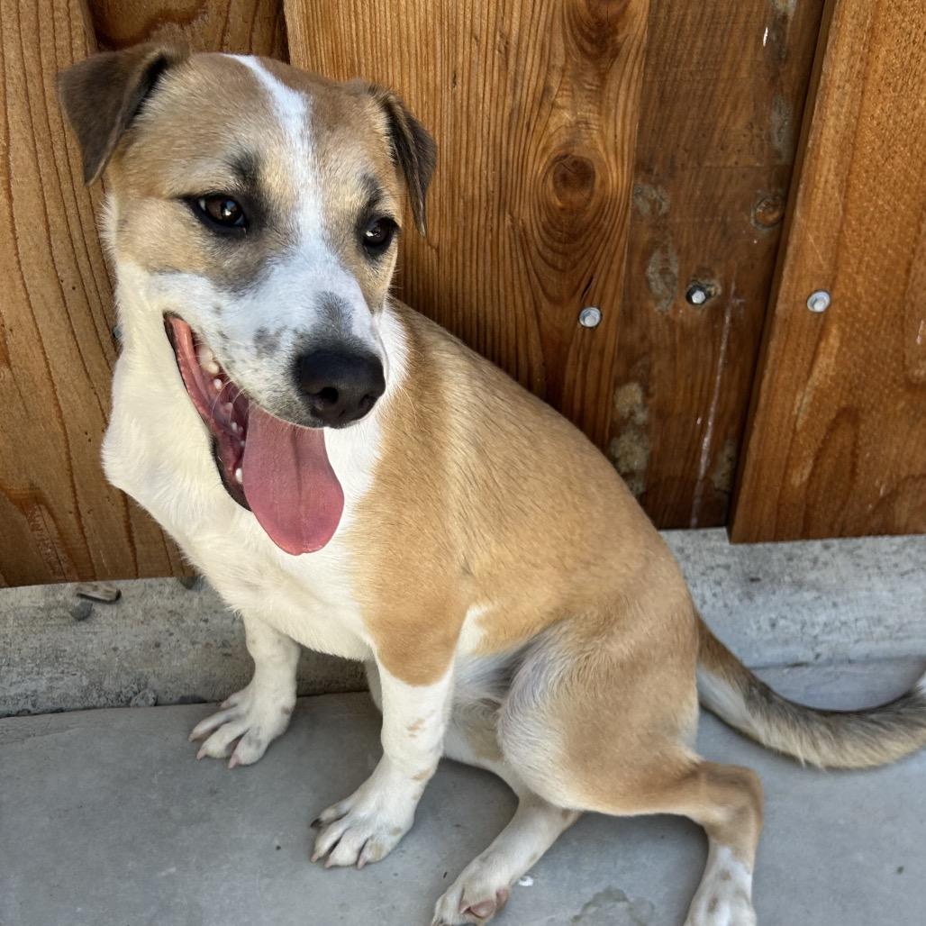 26-876 Star, a Adoptable Shepherd in Los Banos, CA image 2/6