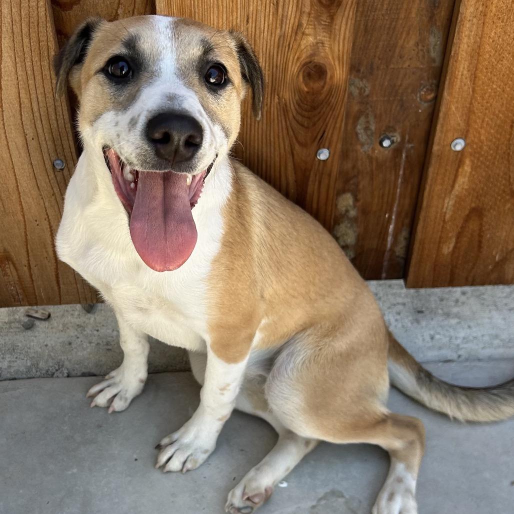 26-876 Star, a Adoptable Shepherd in Los Banos, CA image 3/6