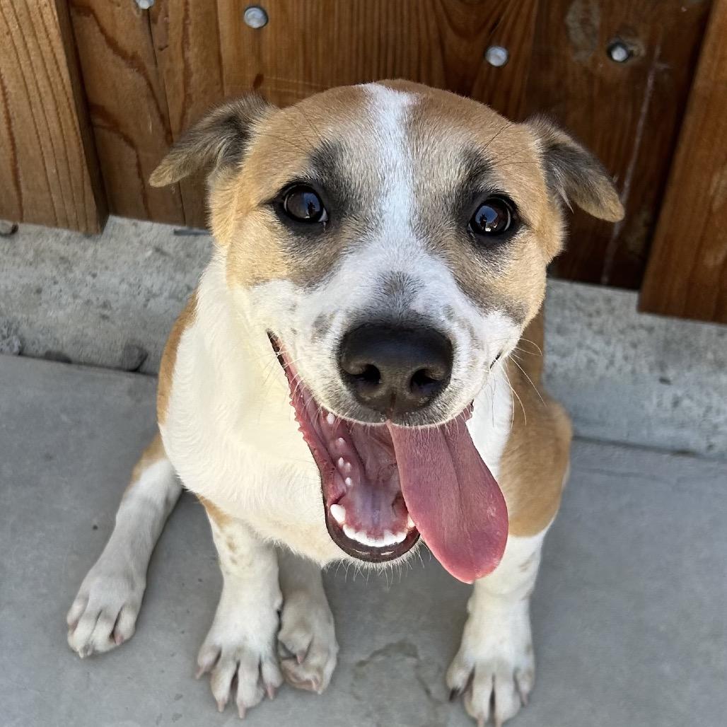 26-876 Star, a Adoptable Shepherd in Los Banos, CA image 4/6