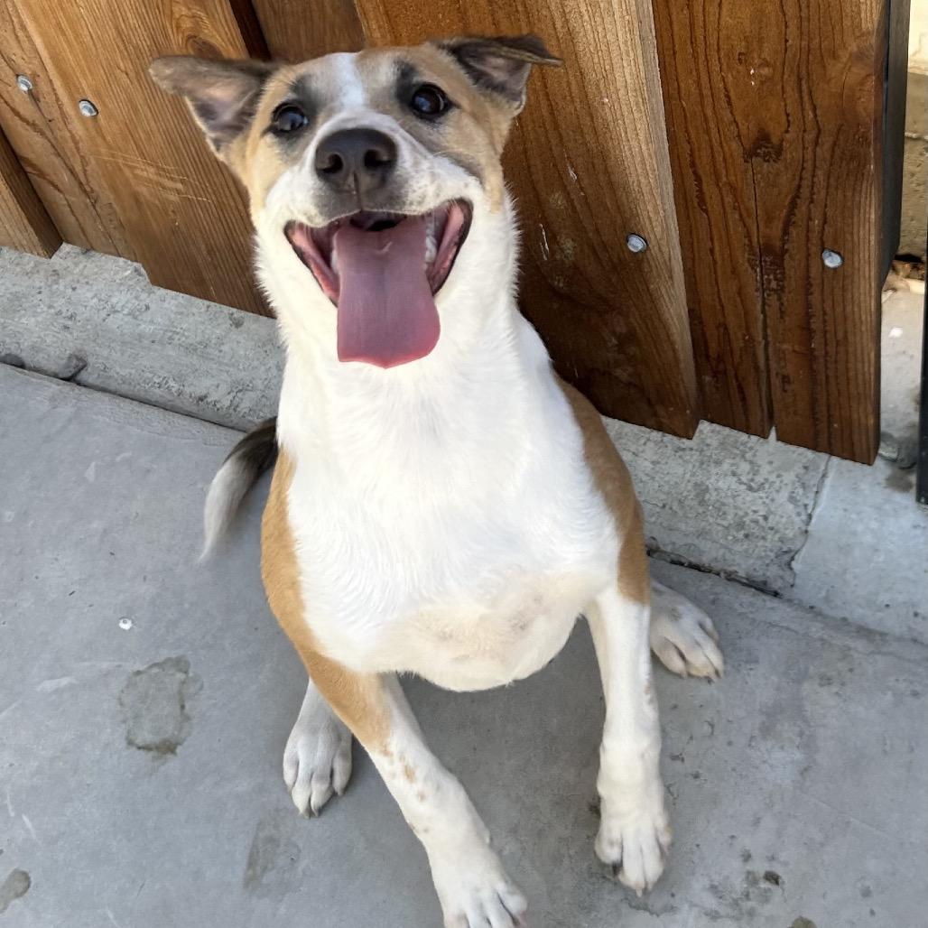 26-876 Star, a Adoptable Shepherd in Los Banos, CA image 5/6