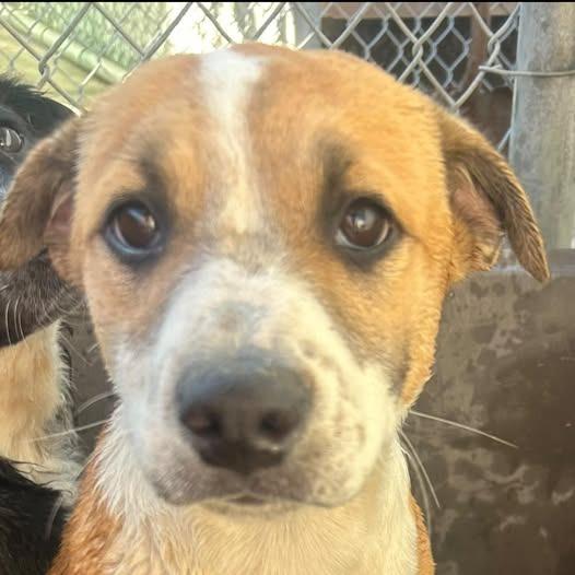 Enlarge 26-876, a Adoptable Shepherd in Los Banos, CA image 1/1
