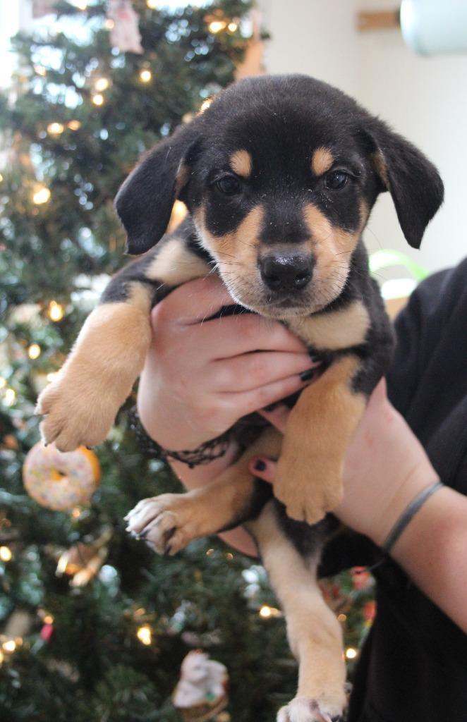 Enlarge Home Alone, a Adoptable mixed breed in Vacaville, CA image 1/1