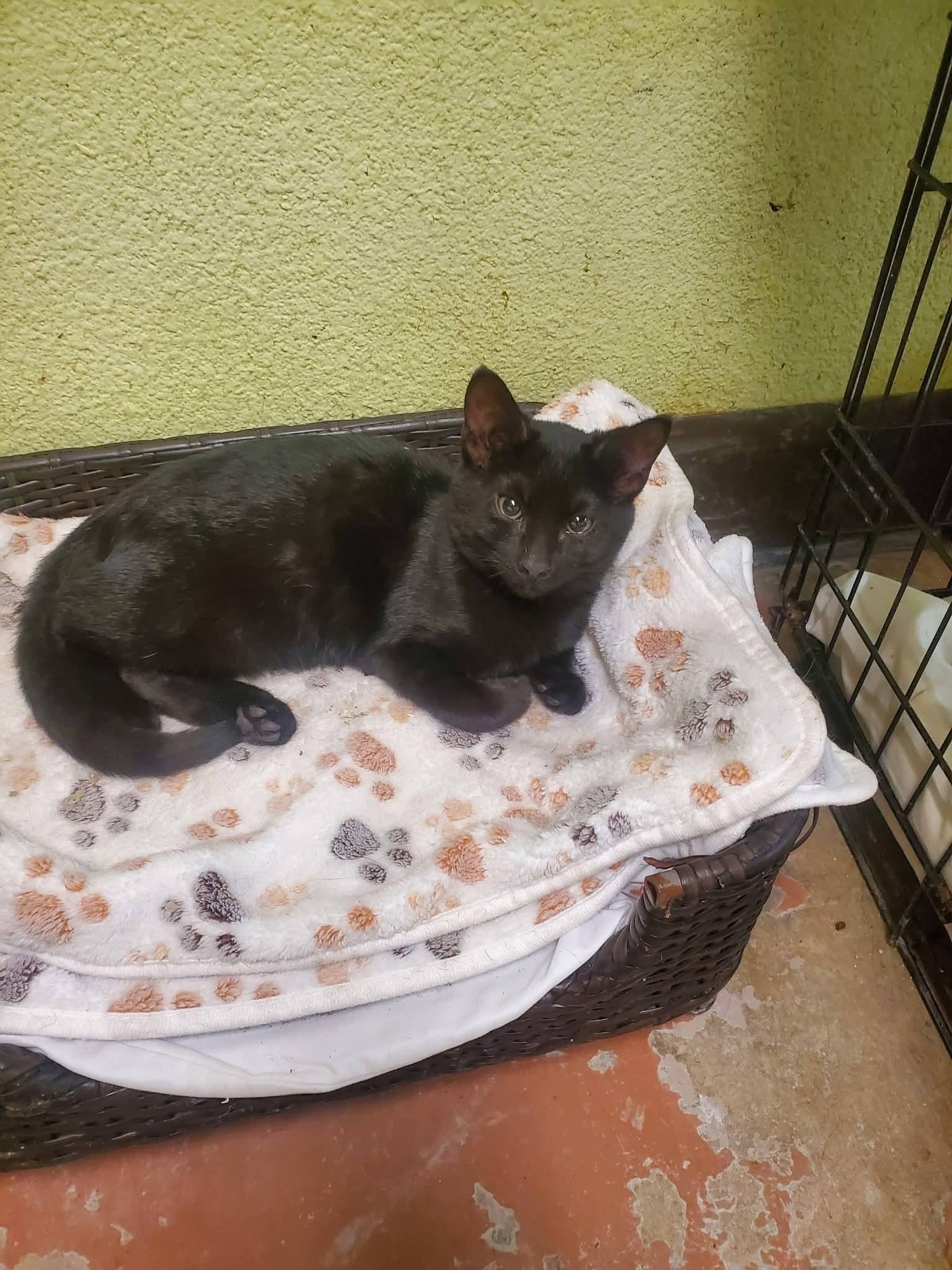 Casper & Wendell (available for adoption together or separately)