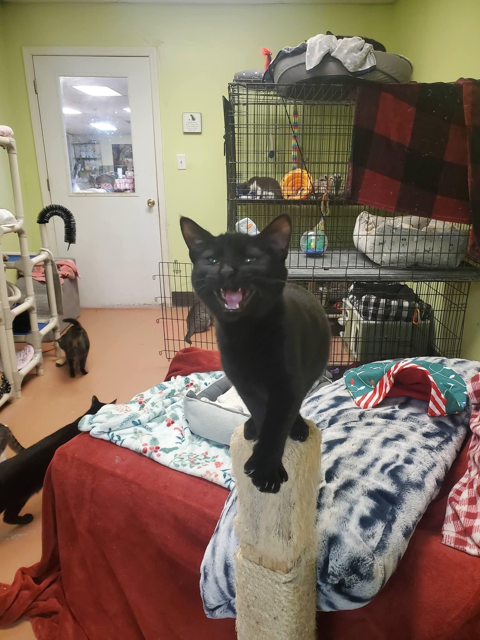 Casper & Wendell (available for adoption together or separately) — thumbnail 2