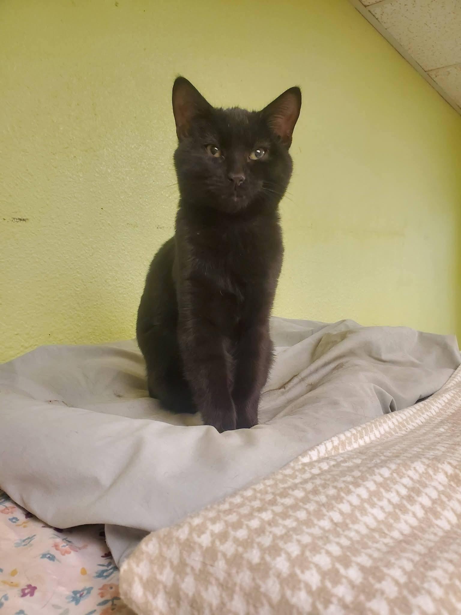 Casper & Wendell (available for adoption together or separately) — thumbnail 3