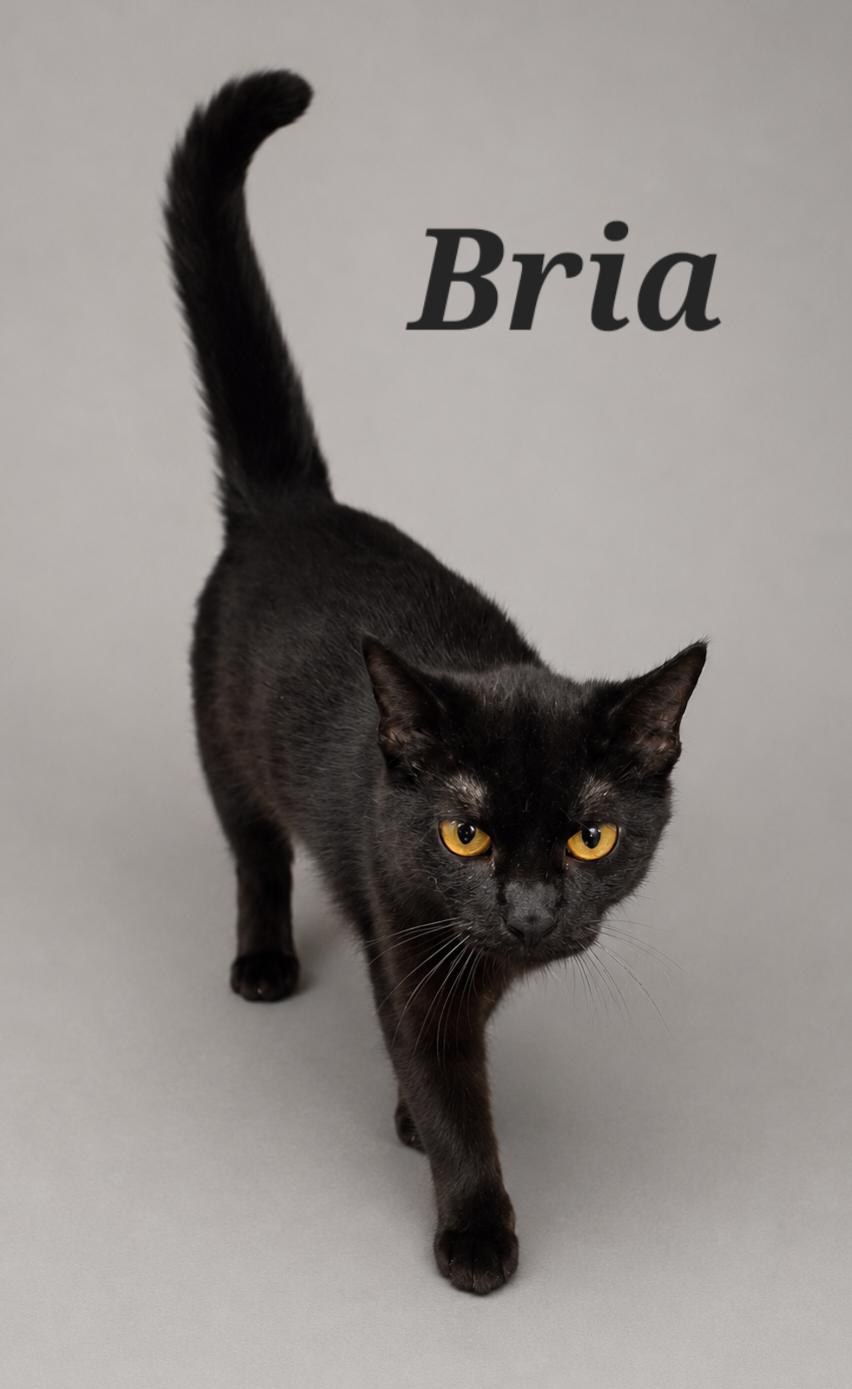 Bria, Adopted, Young Female Domestic Short Hair.