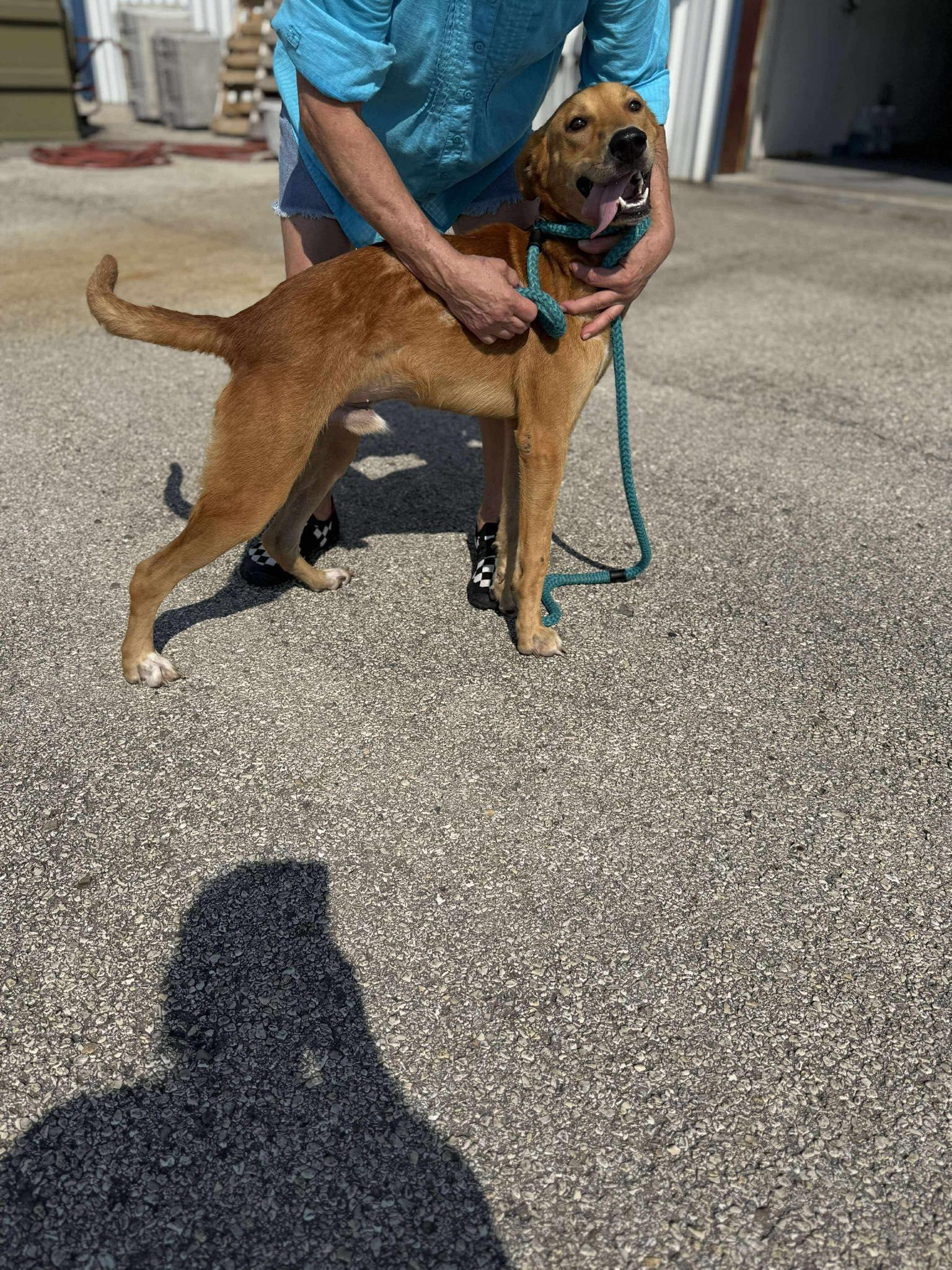 Luke, Adoptable, Young Male Labrador Retriever.