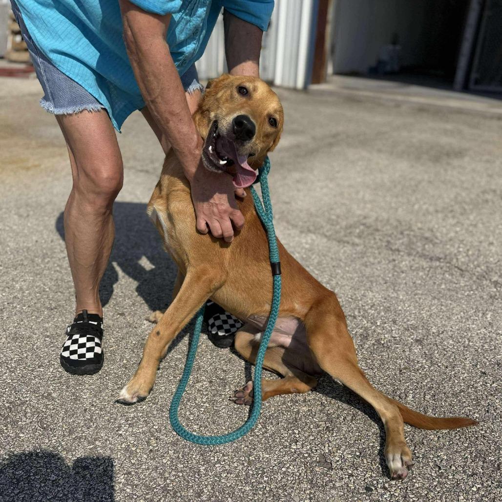 Luke, a Adoptable mixed breed in Houston, TX image 2/4