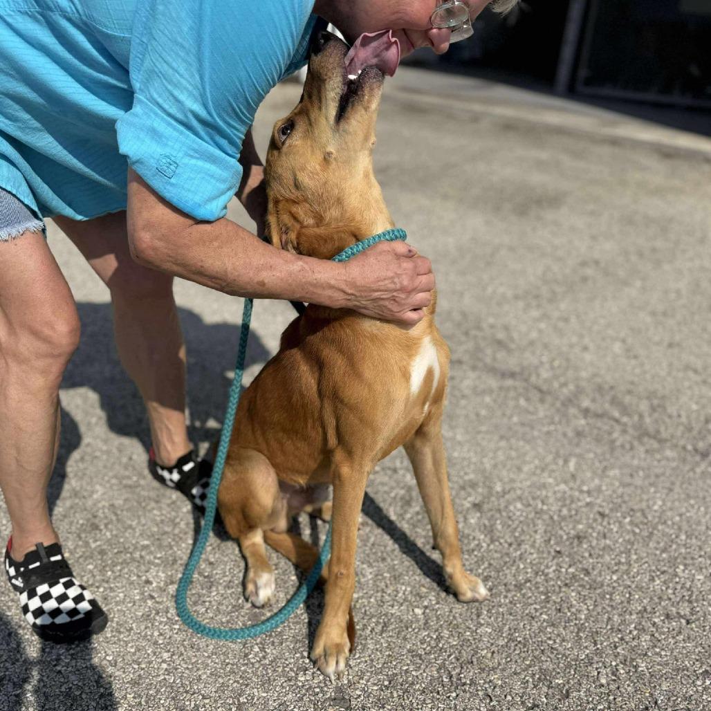 Luke, a Adoptable mixed breed in Houston, TX image 3/4
